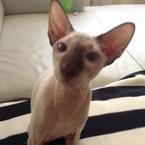 Ольга Саванина