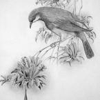 Доминика Волкова