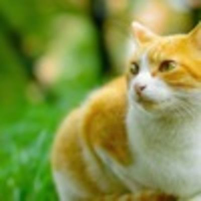 Елена Егорова