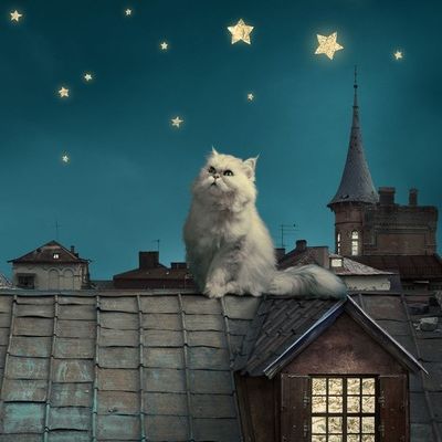 Денис Мухутдинов