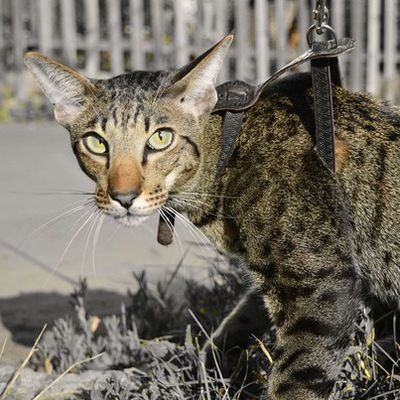 Валентина Юрьева