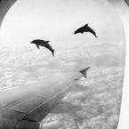 Домина Мэхнар