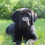 Светлана Морозова