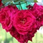 Юлия Ибрагимова