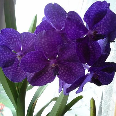 Наталья Мерзлякова