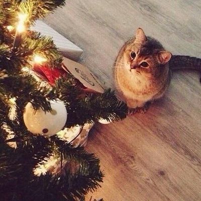 Аня Есипова