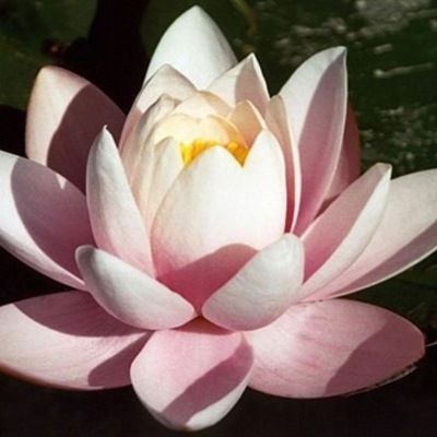 Лаура Тузельбекова