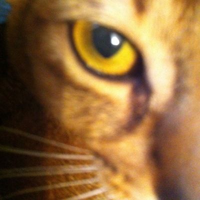 Елена Москаленко