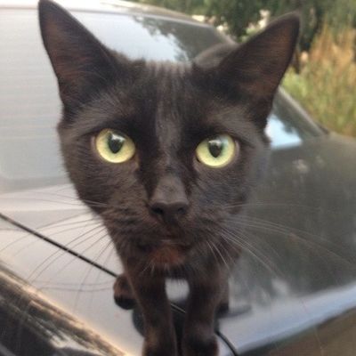 Ольга Влади