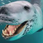 Արմեն Ամիրյան