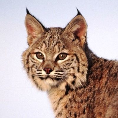 Светлана Самосюк