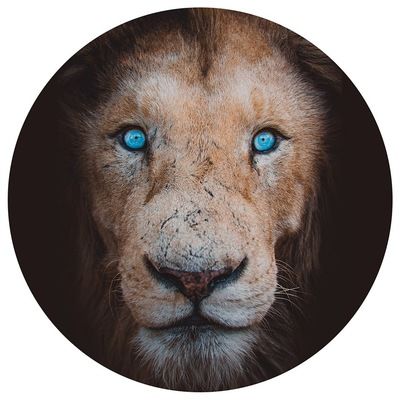 Большаков Роман