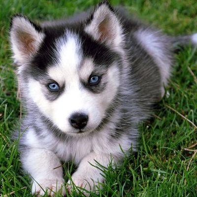 Анна Шорина