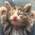 Сергей Мелещеня