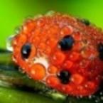 Флюза Мустафина