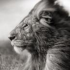 Алексей Вэлло