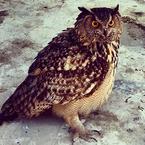 Осман Османов