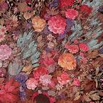 Елена Куликова