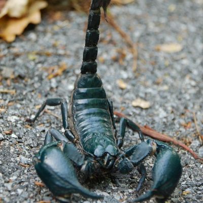 Надежда Анатольевна