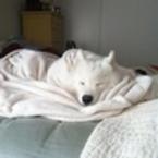 Юлия Зверева