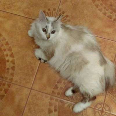 Светлана Мошнина