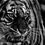 Алена Иванова