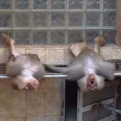 Борис Качура