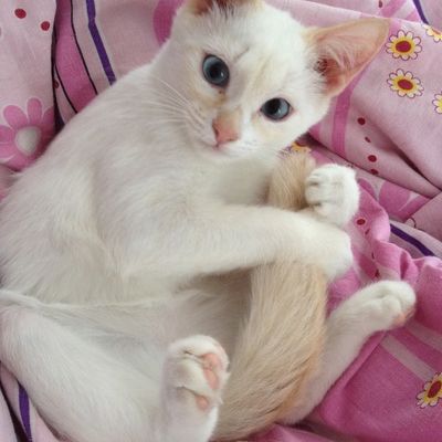 Ксения Панюкова