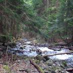 Лилия Инфинити