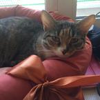 елена уколова