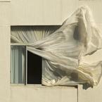 Cicuta Koyaanisqatsi