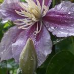 Вечная Меланхолия