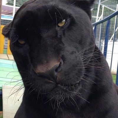 Магомед Абасов