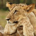 Ксения Брюсова