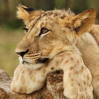 Ксения Брюсова