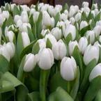 Екатерина Ночёвка