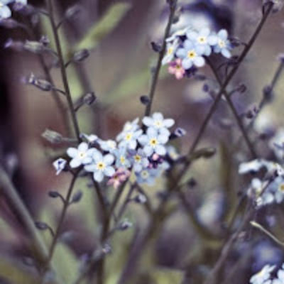 Алиса Рябцева