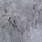 Константин Номикос