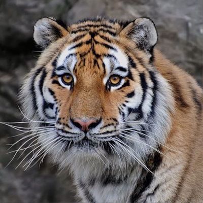 Тихон Малёваный