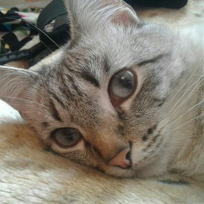 Валерия Ельшина