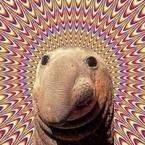 Le chat de Schrödinger