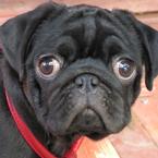 Антонио Гранада