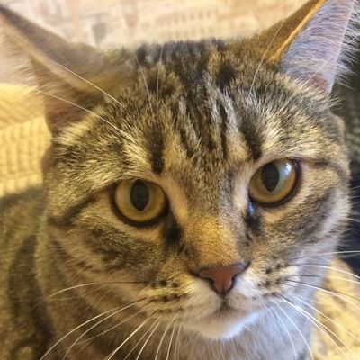 Сергей Шкуров