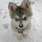 Девчонка Волкова