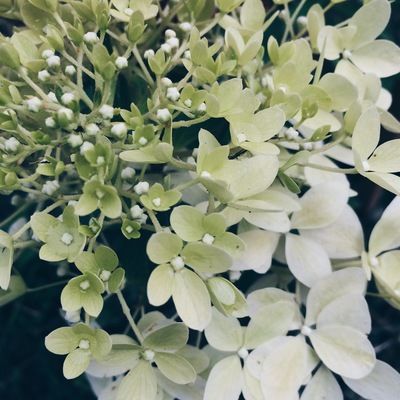 Светлана Сысоева