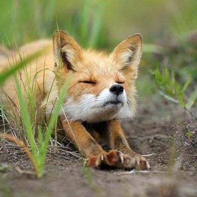 Алиса Николаева