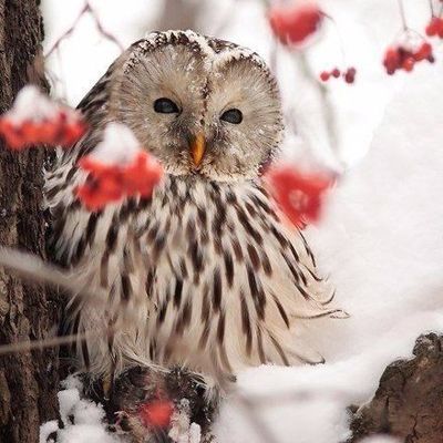 Ольга Ворсина