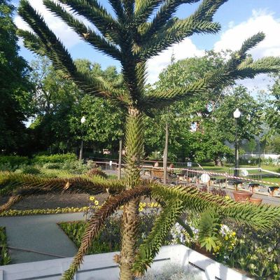 Галина Ибрагимова