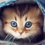 Ариша Васильева