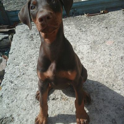 Ольга Макаренко